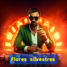 Flores silvestres brasileiras 25